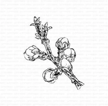 Afbeeldingen van Takje met knoppen - stempel - Gummiapan