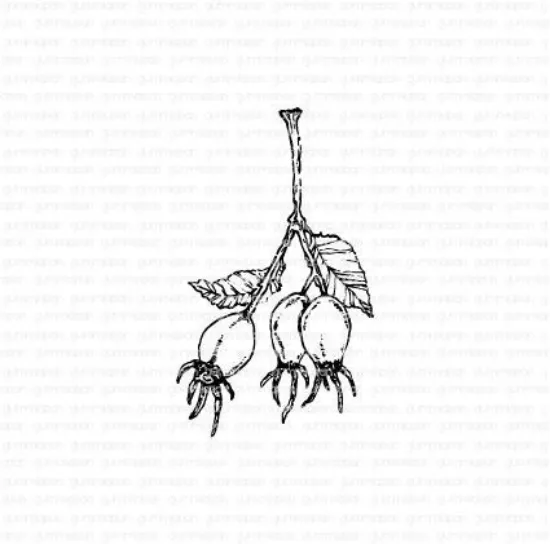 Afbeeldingen van Rozenbottel - stempel - Gummiapan